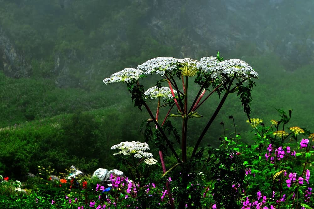 Valley of Flowers in the Himalayas Uttarakhand