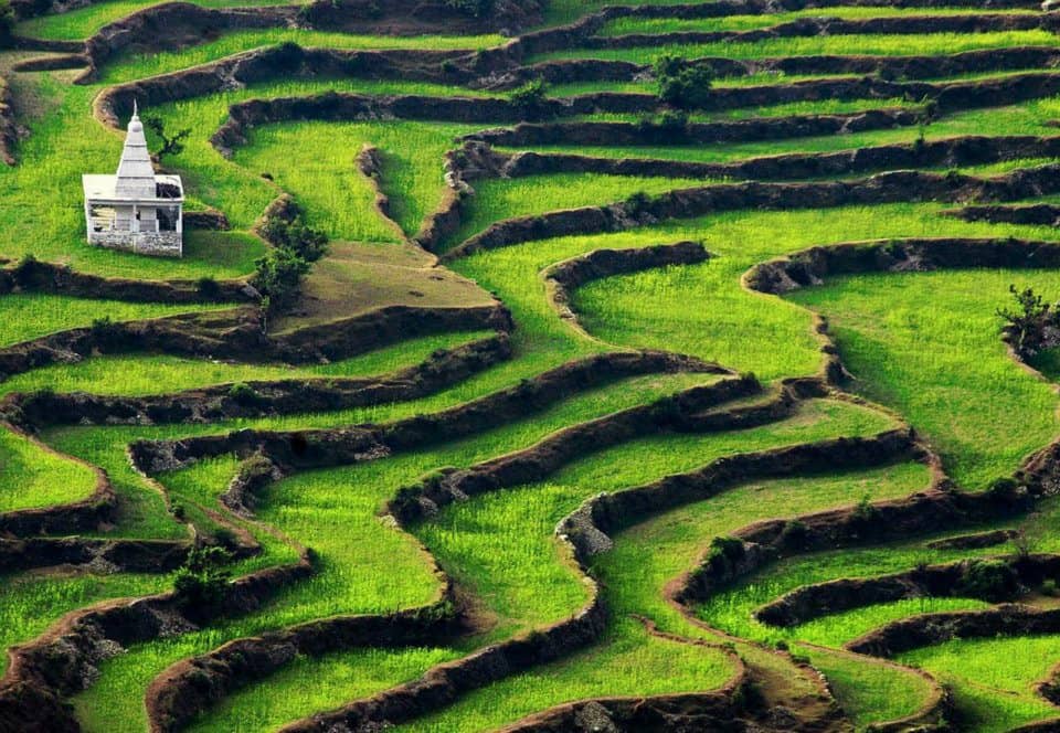 Ranikhet Paddy Fields