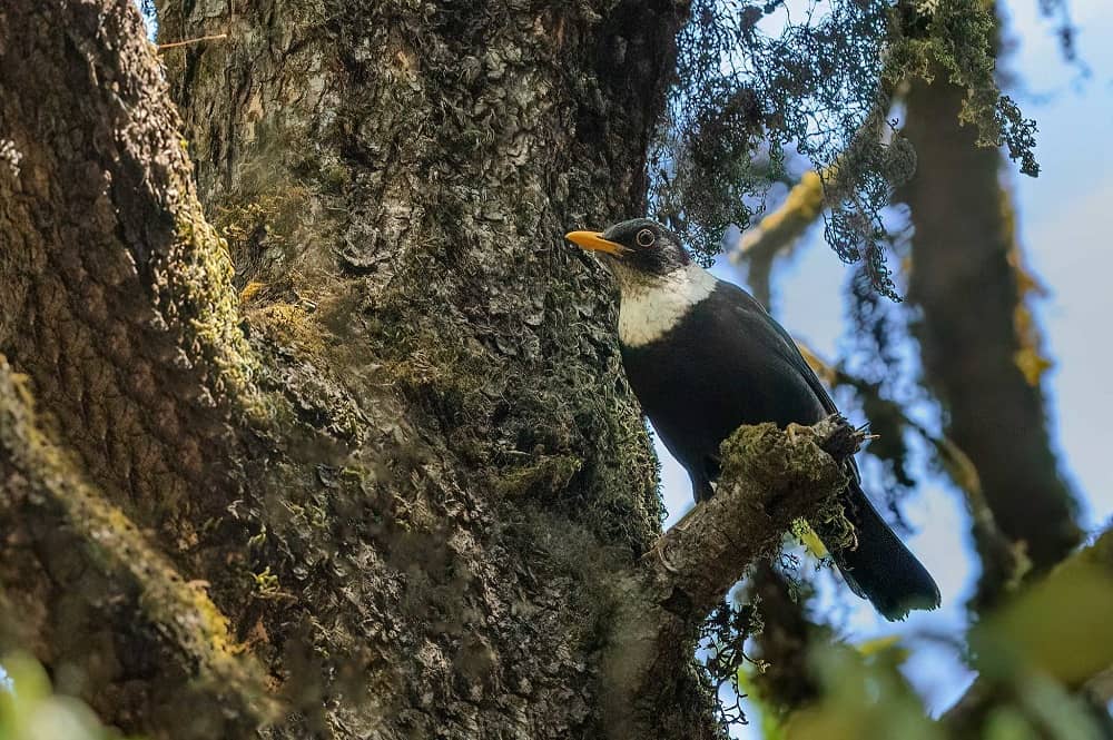 White-Collored Balck Bird , Binsar Wildlife Santuary