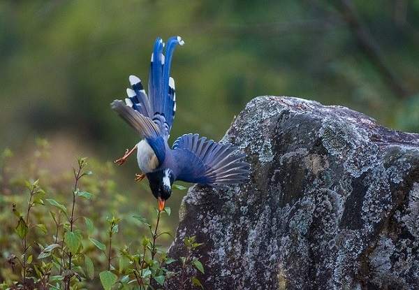 The Best Bird Watching Location in Uttarakhand