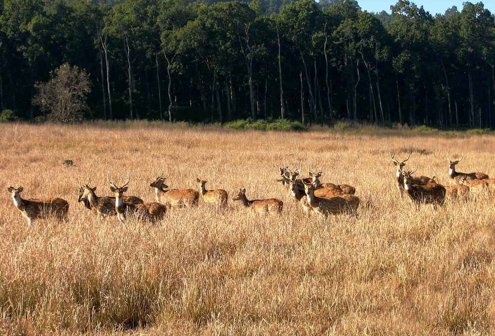 Rajaji National Park- Wildlife Tour