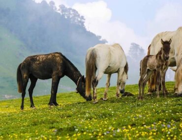 Panwali Kantha Bugyal- A Backpacking Trek in Uttarakhand