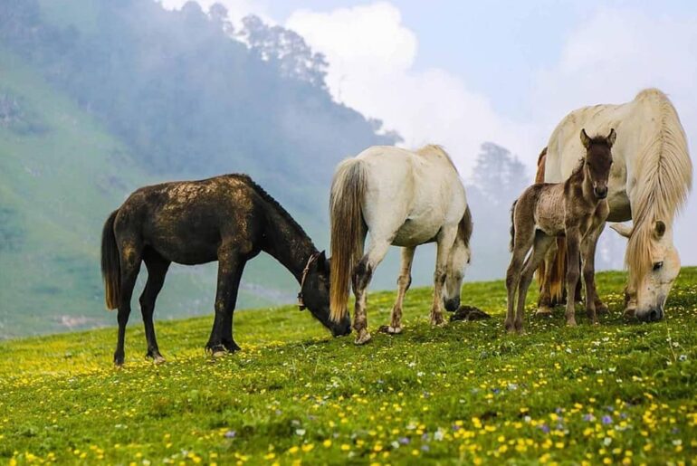 Panwali Kantha Bugyal- A Backpacking Trek in Uttarakhand