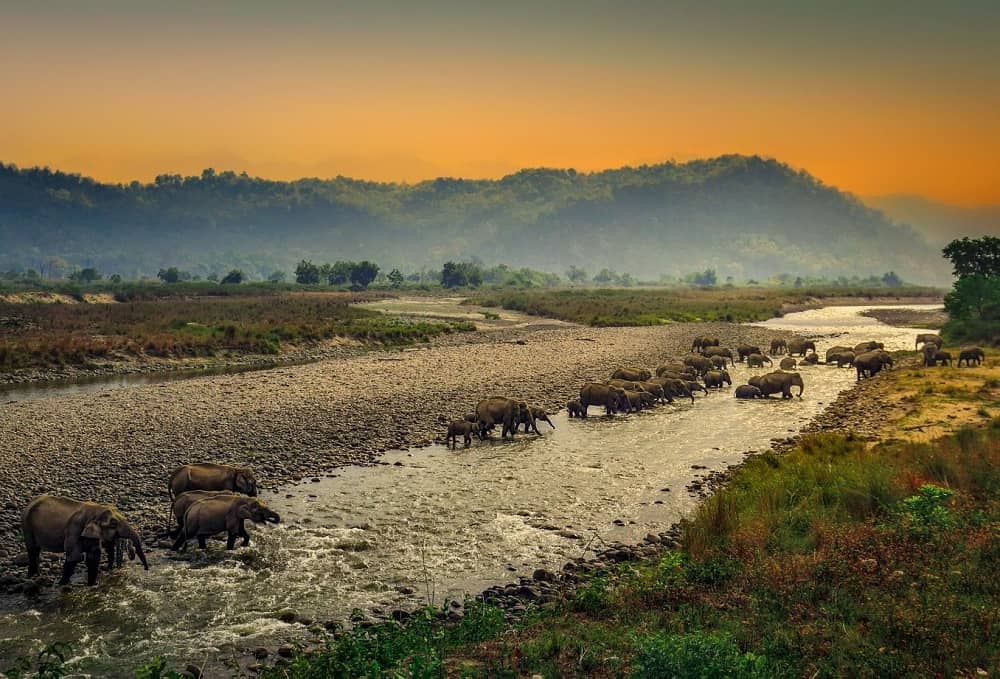 A Heard of Elephants Corbett National Park Uttarakhand