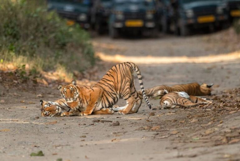 Jungle Safari in Jim Corbett: Explore Jungle Safari Timings