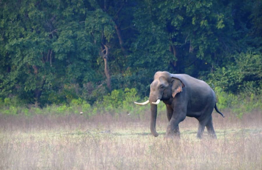 Wild Elephant in the Park 