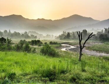 Safari at Rajaji National Park