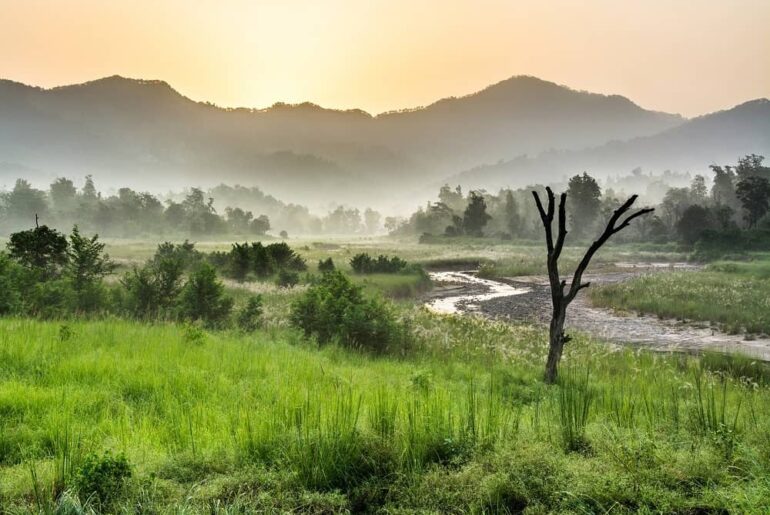 Safari at Rajaji National Park