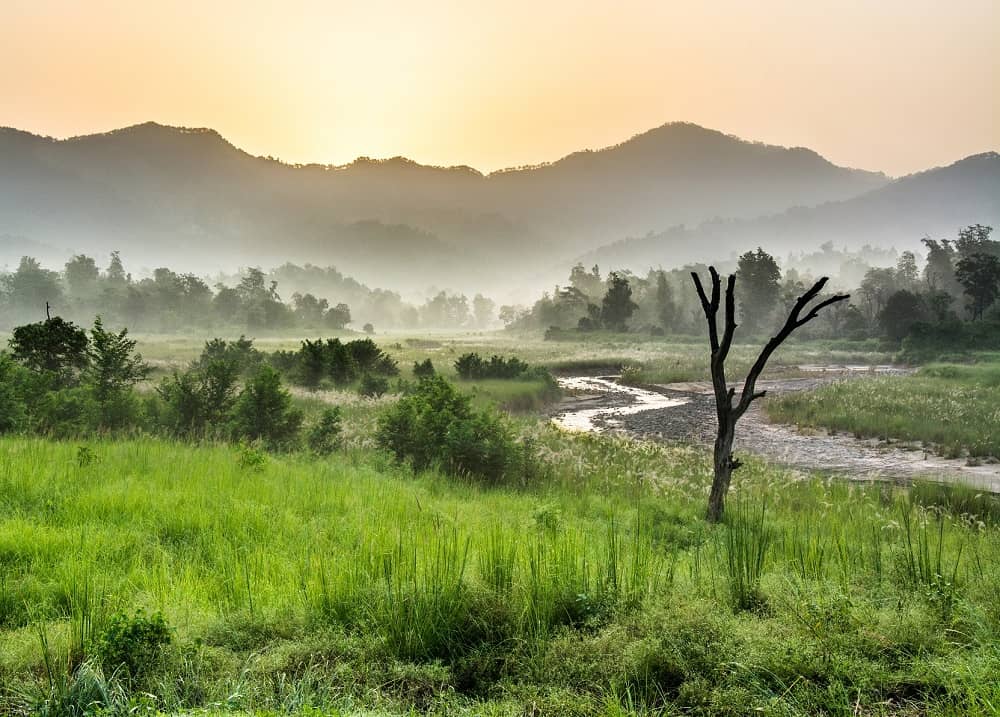 Safari at Rajaji National Park