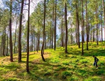 India’s First Forest Healing Centre in Ranikhet, Uttarakhand