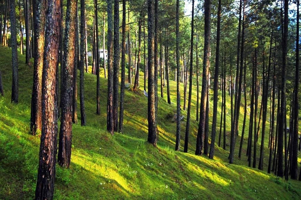 Ranikhet Pine Tree Forest