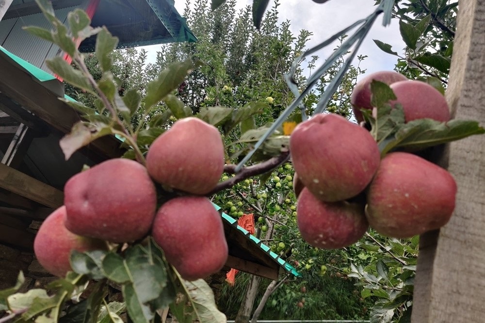 Tons Valley Apples