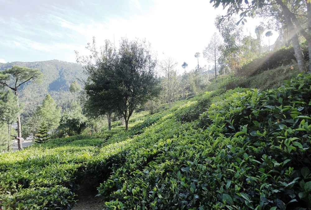 Tea Garden Kausani Uttarakhand