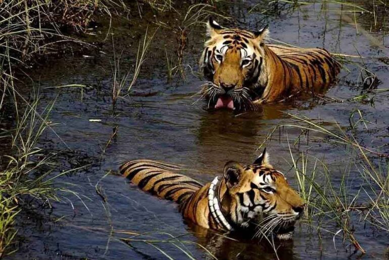 Now Open, The Great Monsoon Safari - Jim Corbett, Rajaji Tiger Reserve & Jhimil Jheel in Uttarakhand
