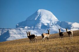 Pithoragarh To Mansarovar