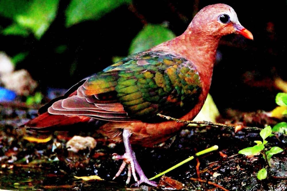 Birding at Mohanchatti