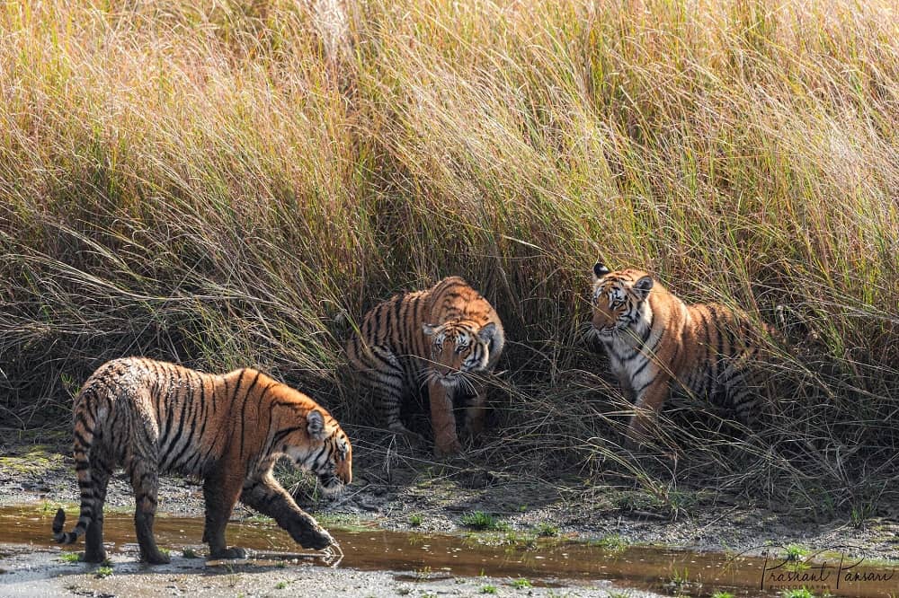 Jim Corbett Uttarakhand