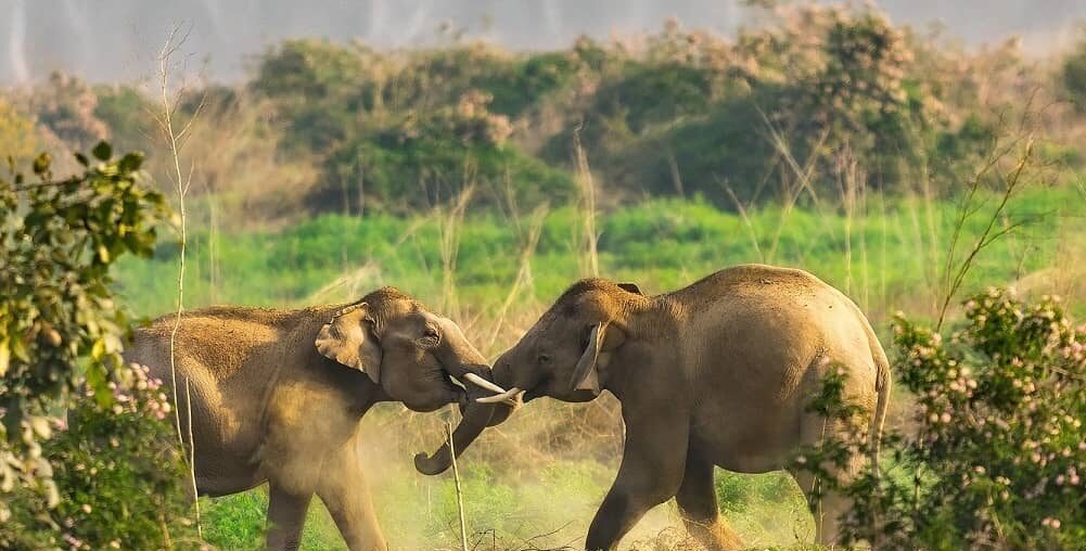 Rajaji National Park in Uttarakhand