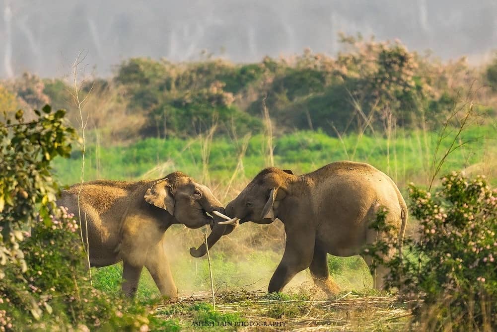 Rajaji National Park in Uttarakhand-Cosa Da Fare a Rishikesh India