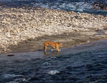 Rajaji National Park in Rishikesh