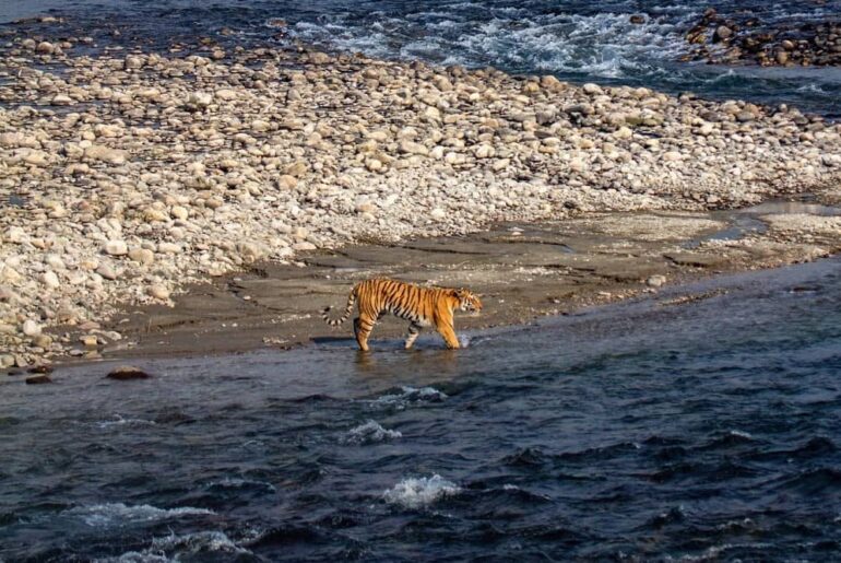 Rajaji National Park in Rishikesh