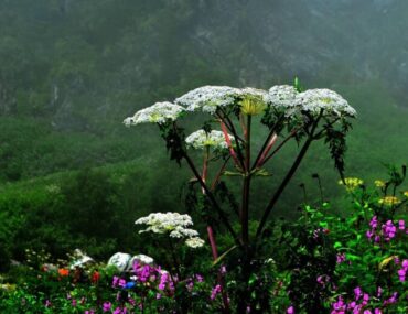 Valley of Flowers Uttarakhand