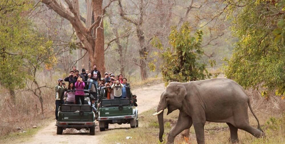 Rajaji National Park Safari Booking