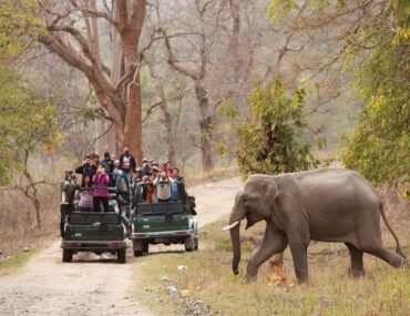 Rajaji National Park Safari Booking