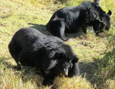 Nainital Zoo