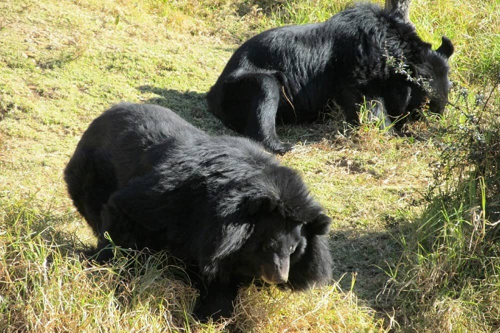 Nainital Zoo
