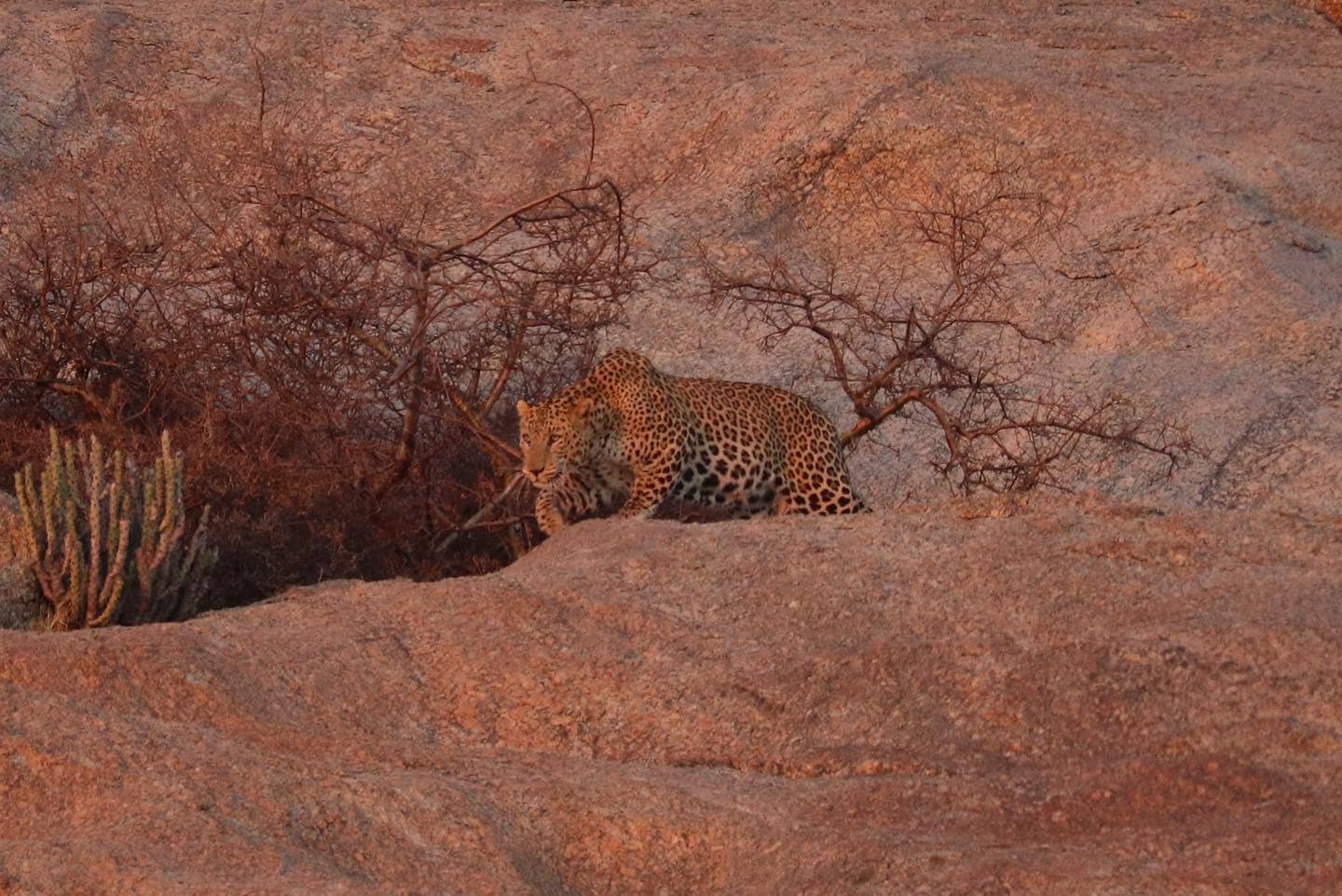 Jawai Leopords