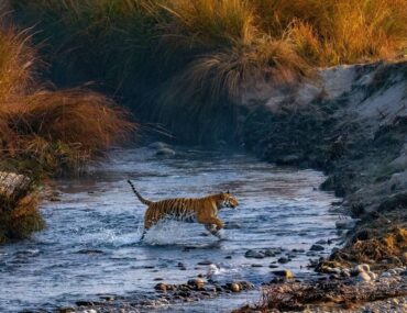 Tiger population in Uttarakhand