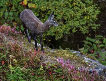 Askot Wildlife Sanctuary Home to Himalayan Musk Deer in Uttarakhand