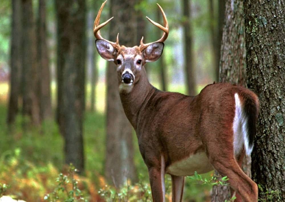 Musk Deer Sanctuary in Uttarakhand