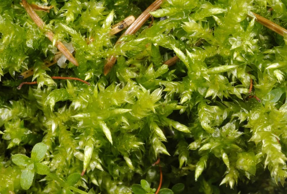 Brachythecium Buchanani