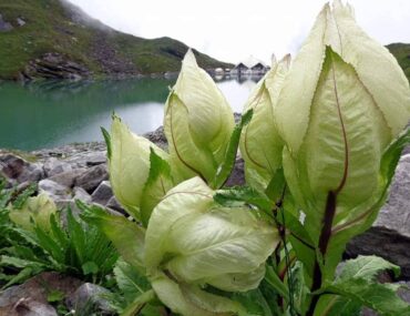 Brahma Kamal Flower Plant
