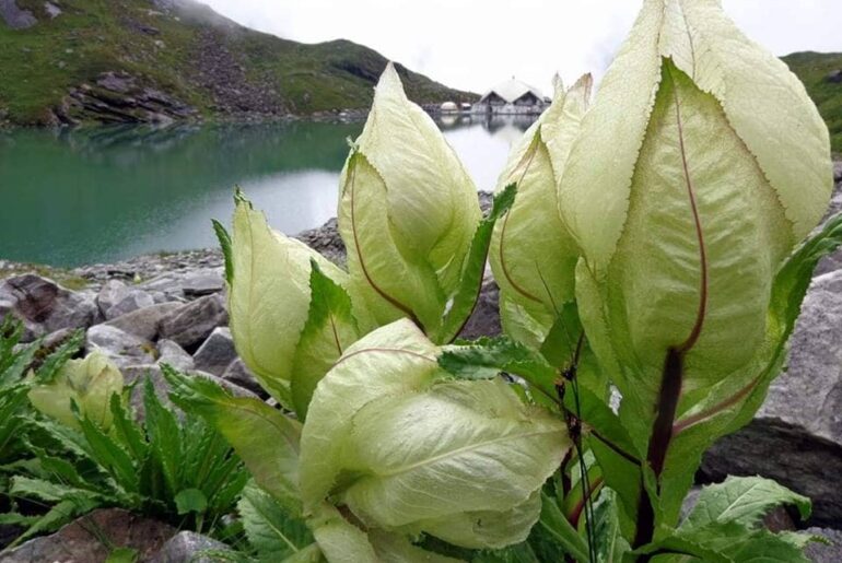 Brahma Kamal Flower Plant