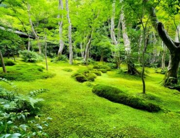 Moss Garden In Uttarakhand