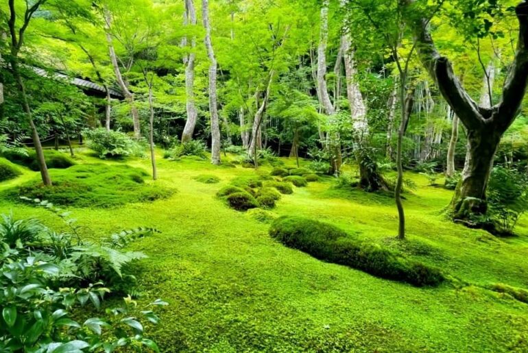 Moss Garden In Uttarakhand
