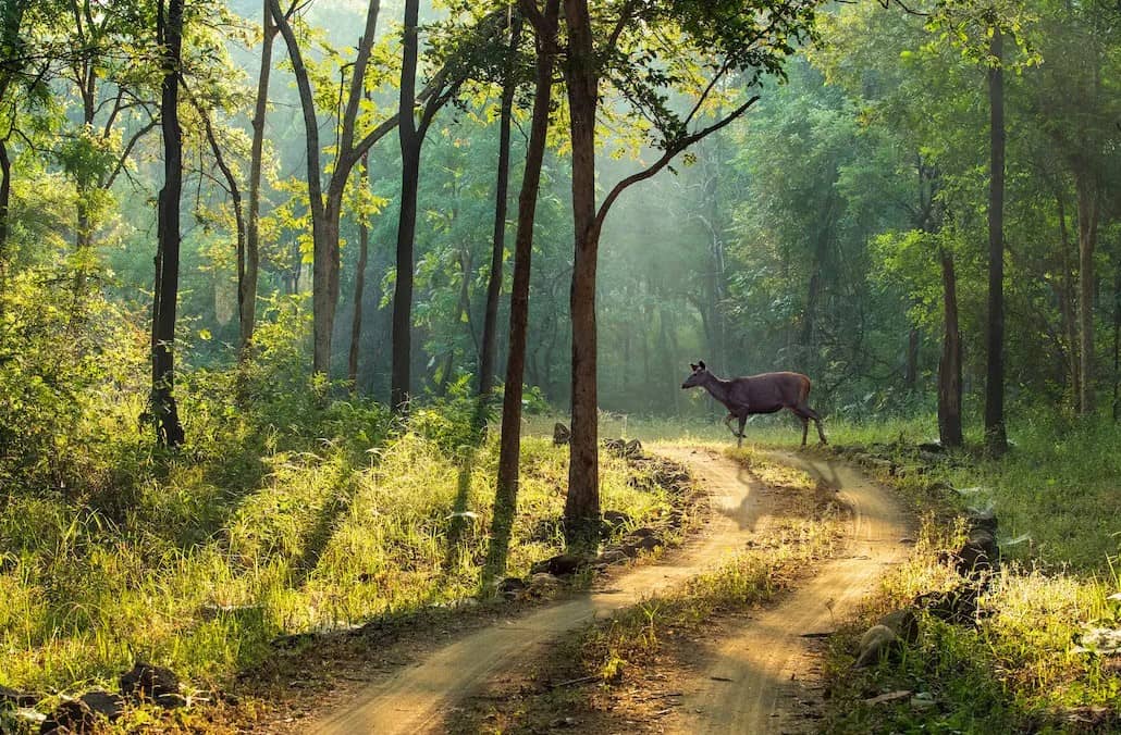 Satpura Wildlife