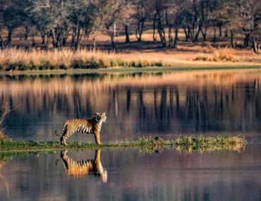 Jungle Safari In India