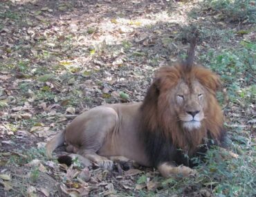 Lion Safari in Udaipur