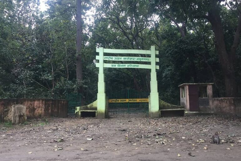 Kalesar Wildlife Sanctuary