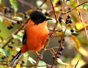 Birdwatching in Pangot
