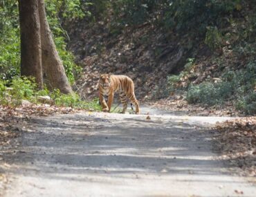 Corbett National Park To Haridwar Distance
