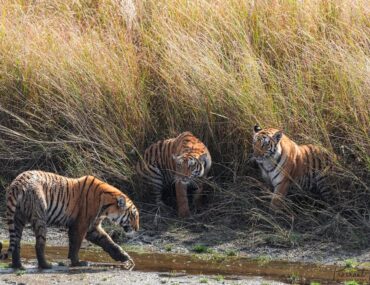 Best Tiger Reserves in India 2024