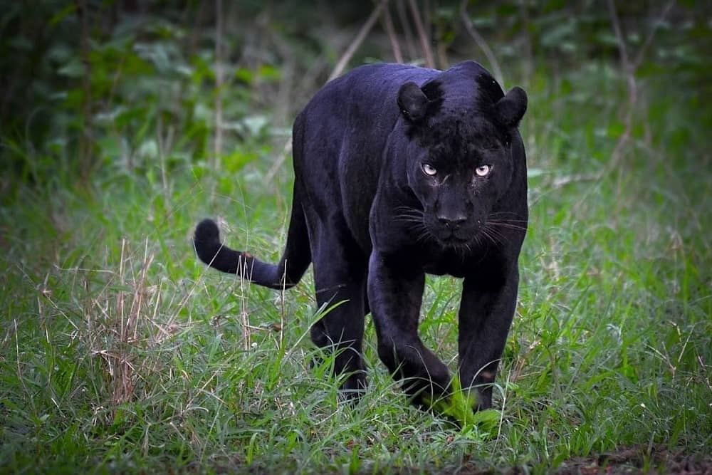 Nagarhole National Park  Trip to the Western Ghats