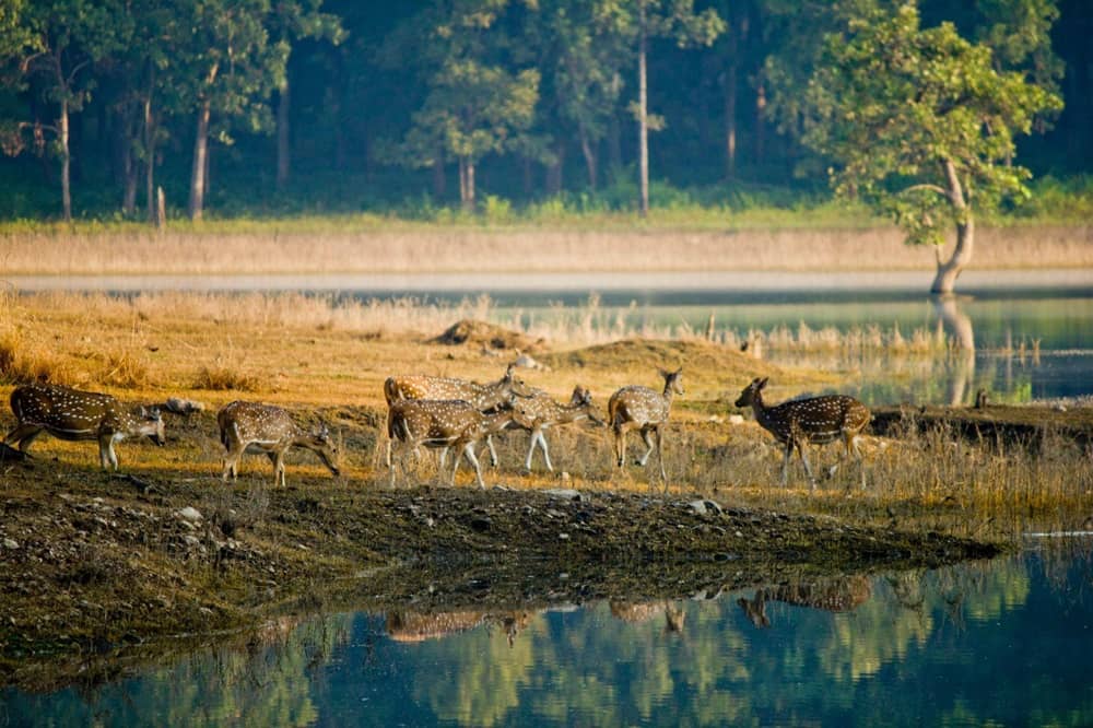 Pench National Park, Madhya Pradesh