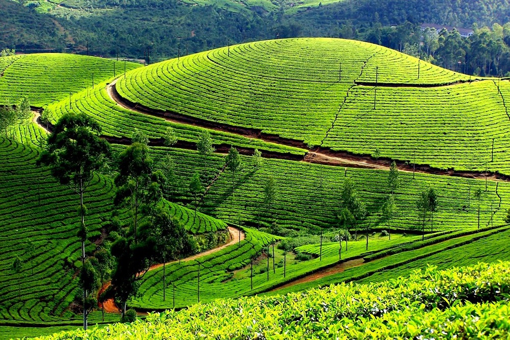 Tea Garden Munnar Kerala