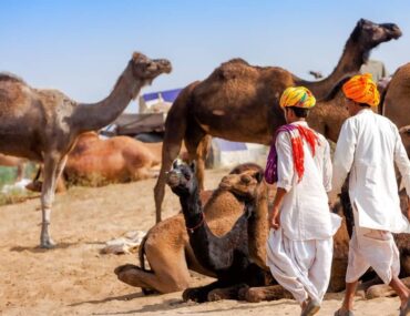 Quando Andare in India Rajasthan